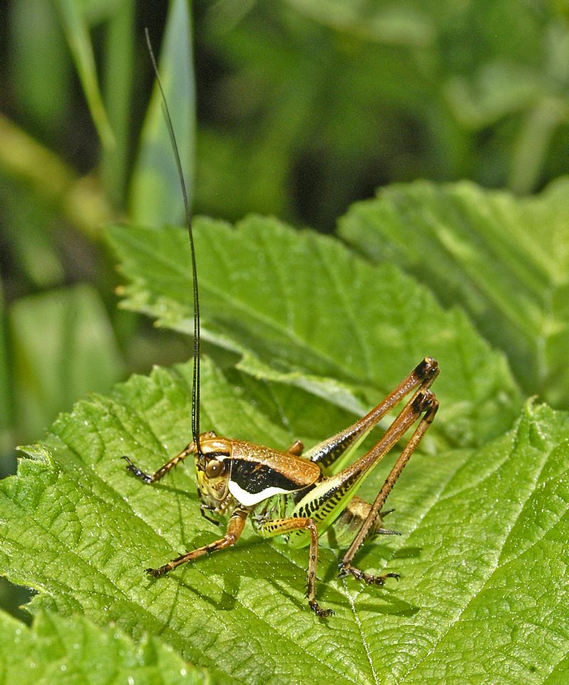 Tettigoniidae:  Eupholidoptera sp., giovane maschio